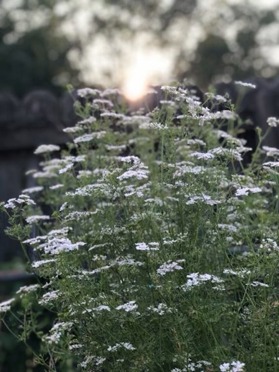 Picture of a bundle of white wild flowers