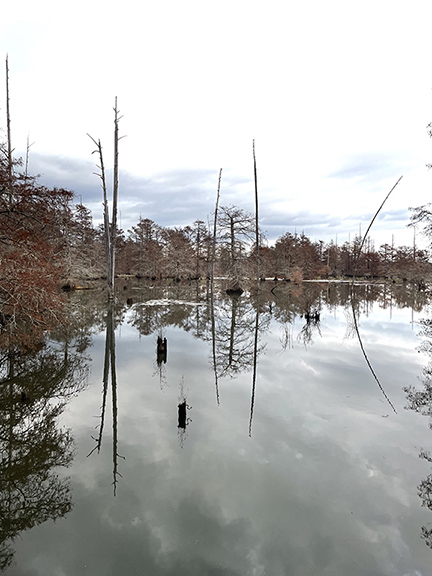 Image of trees in water.